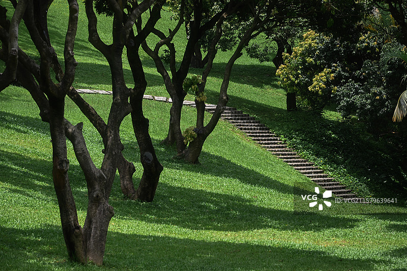 深圳中山公园的森林草地图片素材