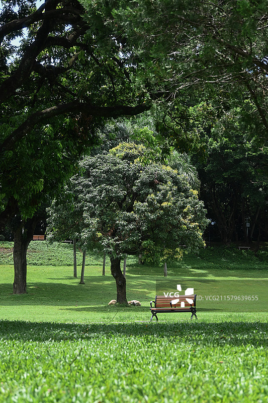 深圳中山公园的草地椅子图片素材