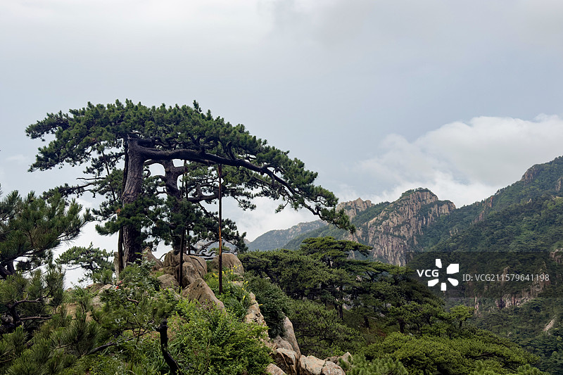 泰山姊妹松图片素材