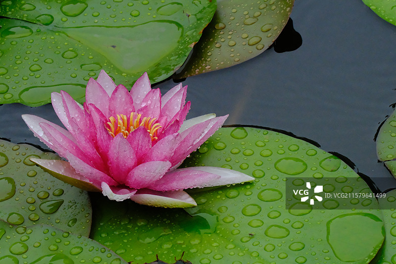 夏天下雨天睡莲莲花荷花。水波纹雨水高清风景背景图图片素材