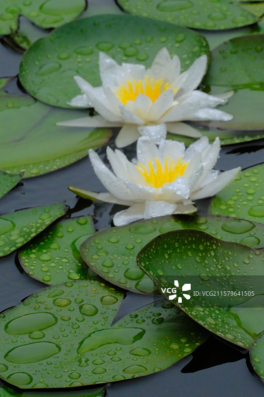 夏天下雨天睡莲莲花荷花。水波纹雨水高清风景背景图图片素材