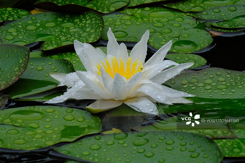 夏天下雨天睡莲莲花荷花。水波纹雨水高清风景背景图图片素材