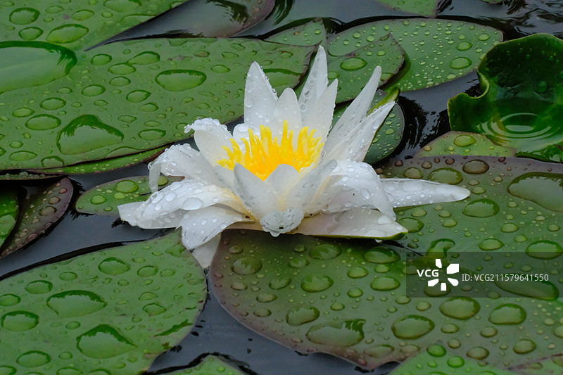 夏天下雨天睡莲莲花荷花。水波纹雨水高清风景背景图图片素材