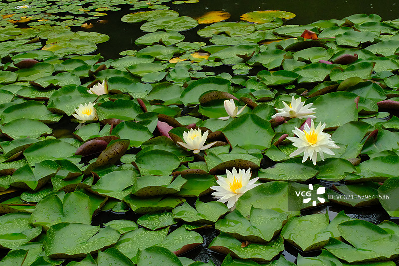 夏天下雨天睡莲莲花荷花。水波纹雨水高清风景背景图图片素材