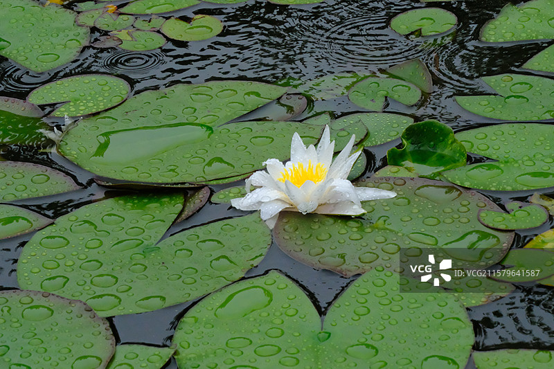夏天下雨天睡莲莲花荷花。水波纹雨水高清风景背景图图片素材