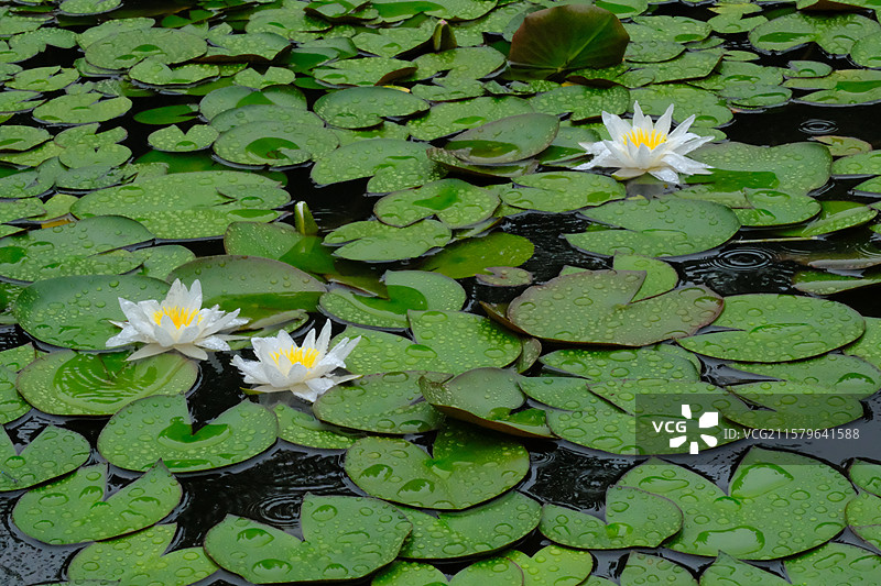 夏天下雨天睡莲莲花荷花。水波纹雨水高清风景背景图图片素材
