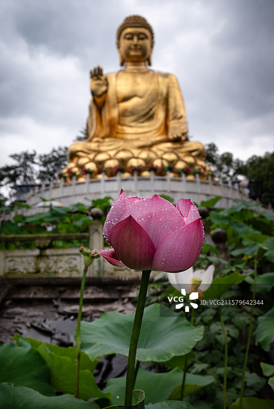 佛与莲图片素材