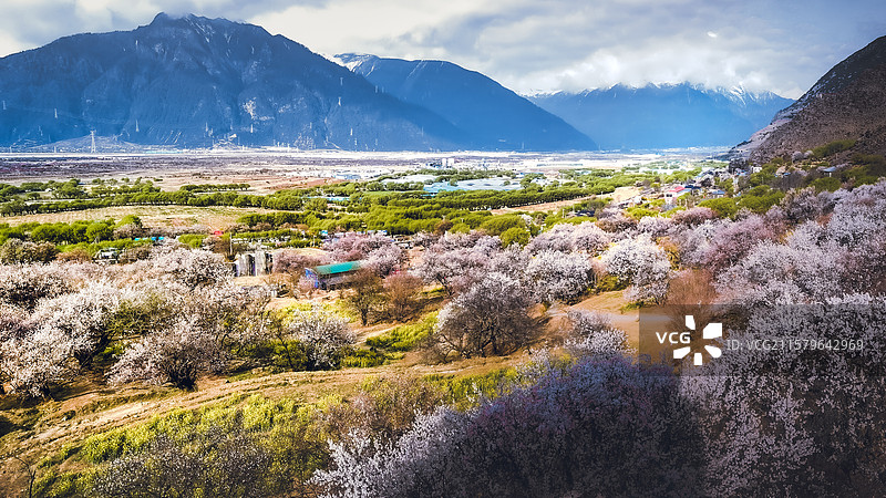 林芝桃花沟的春天图片素材