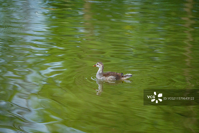 深圳洪湖公园里在池塘边嬉戏玩水的黑水鸡幼鸟图片素材