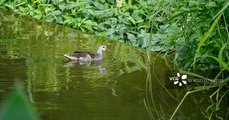 深圳洪湖公园里在池塘边嬉戏玩水的黑水鸡幼鸟图片素材