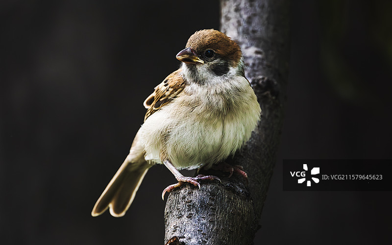 山麻雀图片素材