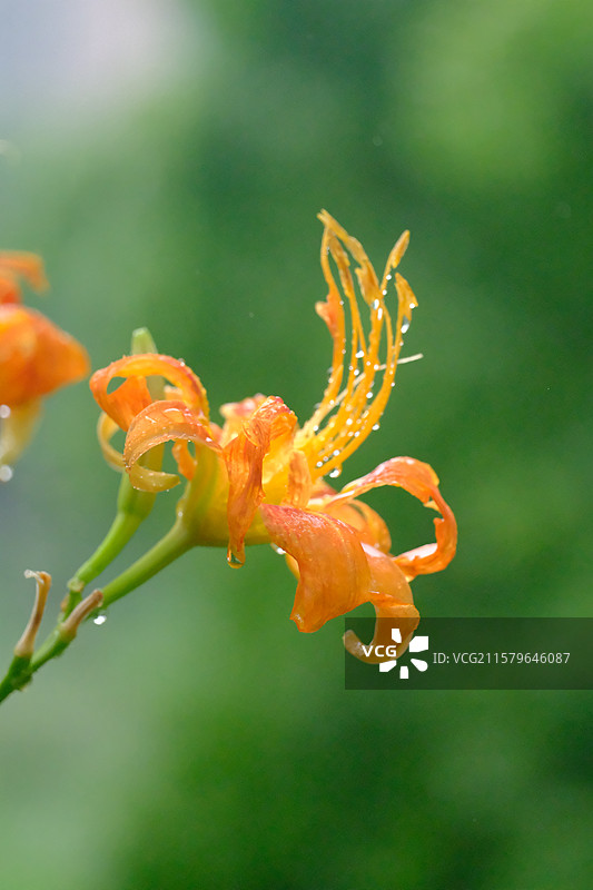 夏天下雨天萱草花忘忧草。高清风景背景图素材图片素材