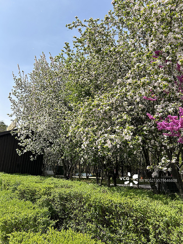 满树繁花绽放春色满园关不住图片素材