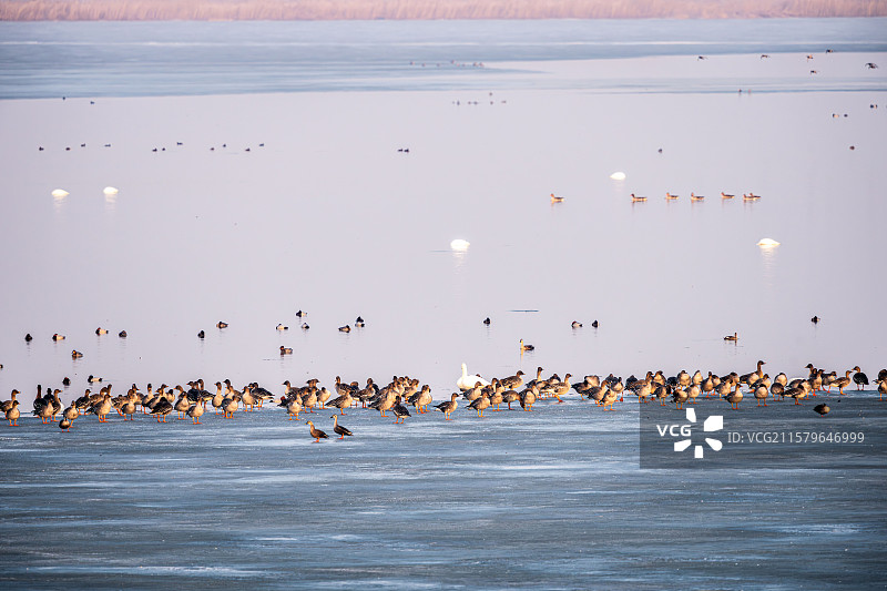 天津七里海国家湿地公园图片素材