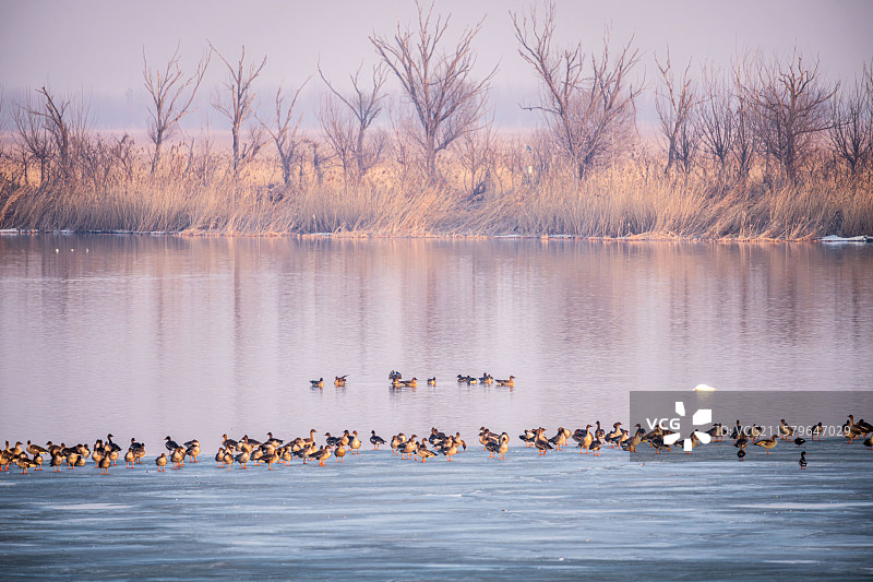 天津七里海国家湿地公园图片素材