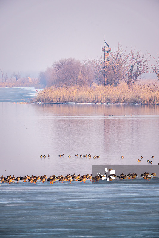 天津七里海国家湿地公园图片素材