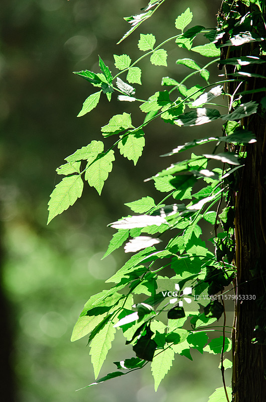 中国非都市风光拍摄主题，野生植物野外植物，树干上缠绕着爬山虎逆光效果，户外白昼无人图像摄影图片素材