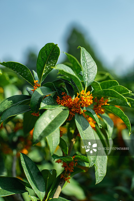 中国野生植物拍摄主题，特写拍摄秋天的黄色的一簇桂花，户外白昼无人图像摄影图片素材