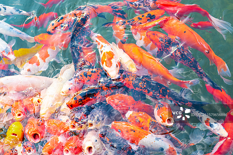 中国野生动物野外动物拍摄主题，公园湖泊中一群红色红色的鲤鱼锦鲤，户外白昼无人图像摄影图片素材
