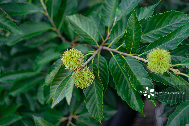 中国栽培植物拍摄主题，一棵栗子树果树，特写拍摄一个长毛尖刺的栗子果实，户外白昼无人图像摄影图片素材