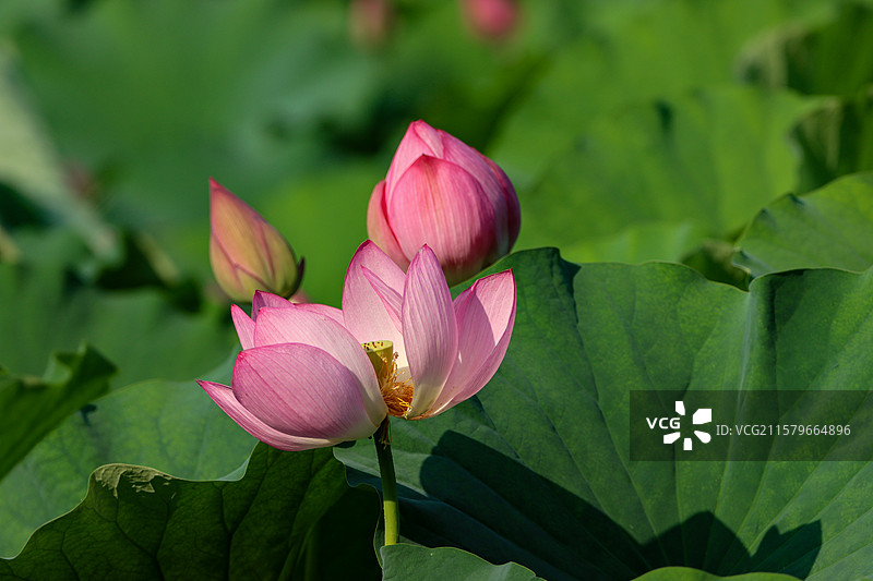 北京大运河森林公园的荷花和花苞的特写图片素材