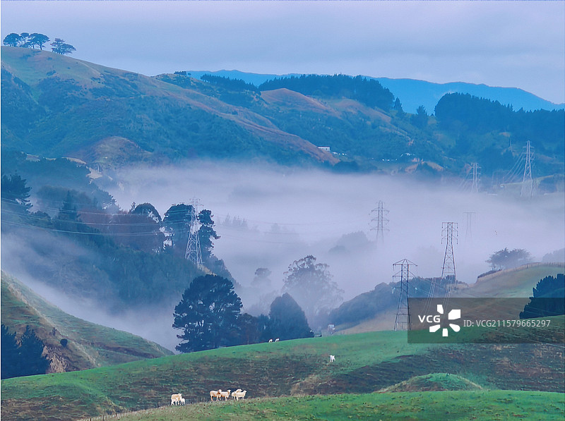 云雾谷中见羊群图片素材
