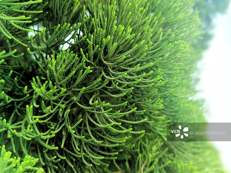 龙柏龙爪柏的树叶特写图片素材
