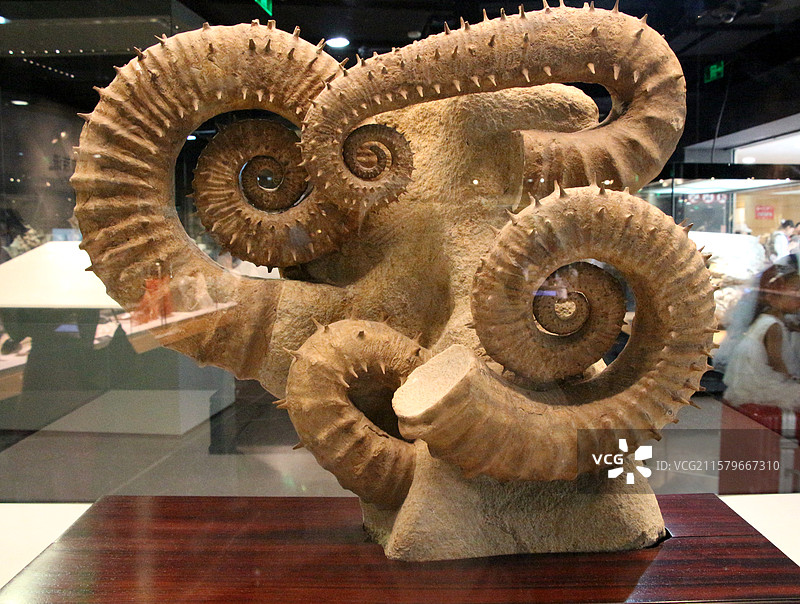 上海自然博物馆 —— 菊石（上海科普教育发展基金会--征集）图片素材