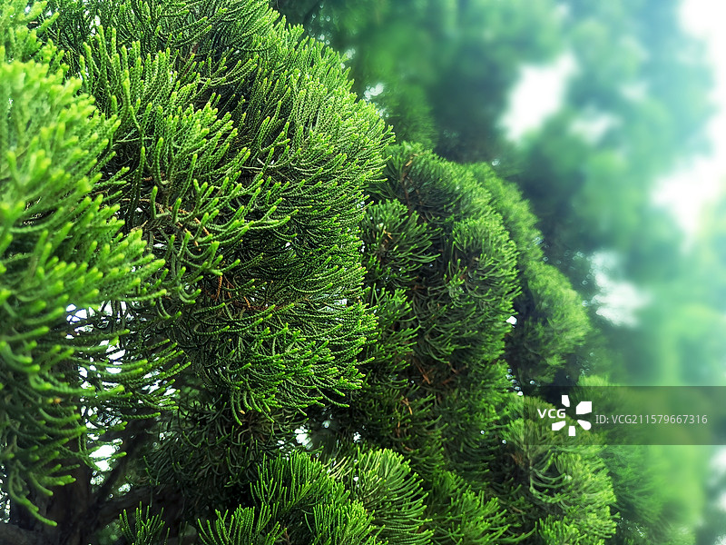 龙柏龙爪柏的树叶特写图片素材