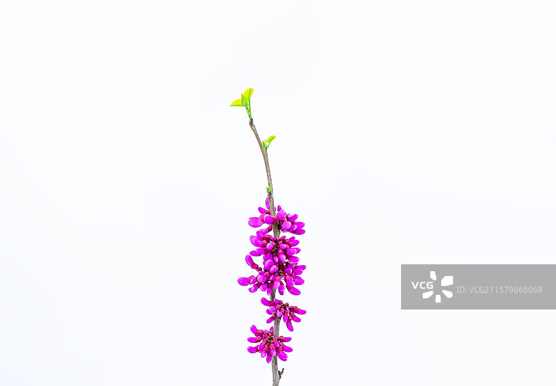 中国野生植物影棚拍摄主题，鲜嫩的绿色的枝芽特写和紫色的紫荆灌木全景图，室内无人图像摄影图片素材