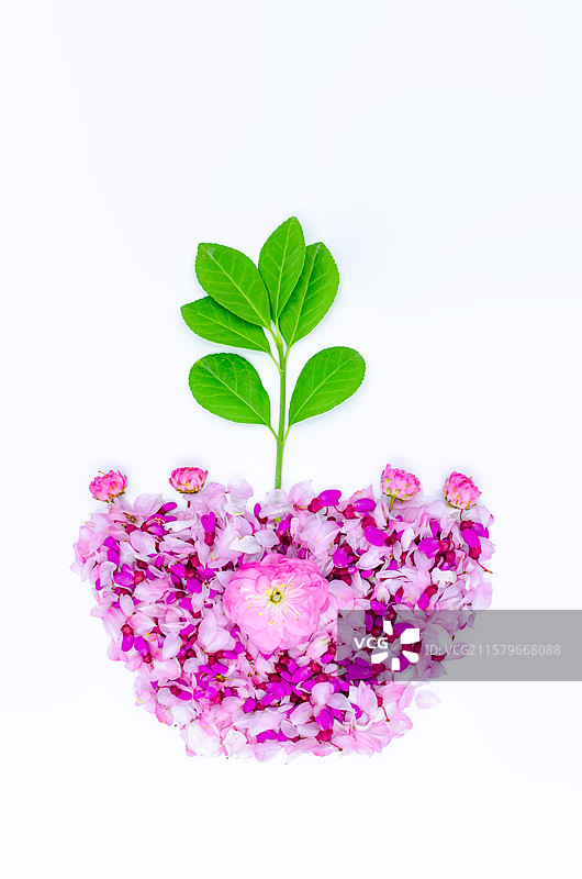 中国野生植物影棚拍摄主题，用重瓣榆叶梅花瓣和紫荆树花瓣排列组合的花盆盆栽几何形状，室内无人图像摄影图片素材