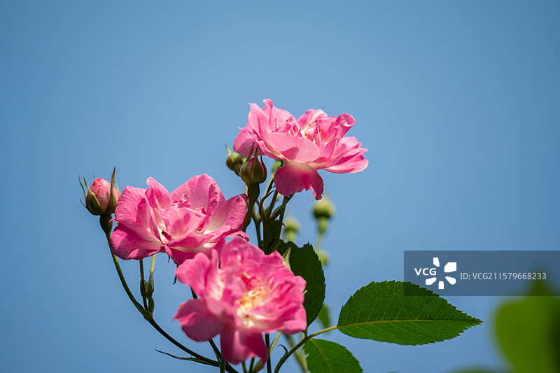 七姊妹野蔷薇图片素材