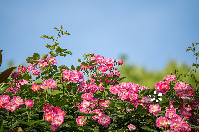七姊妹野蔷薇图片素材
