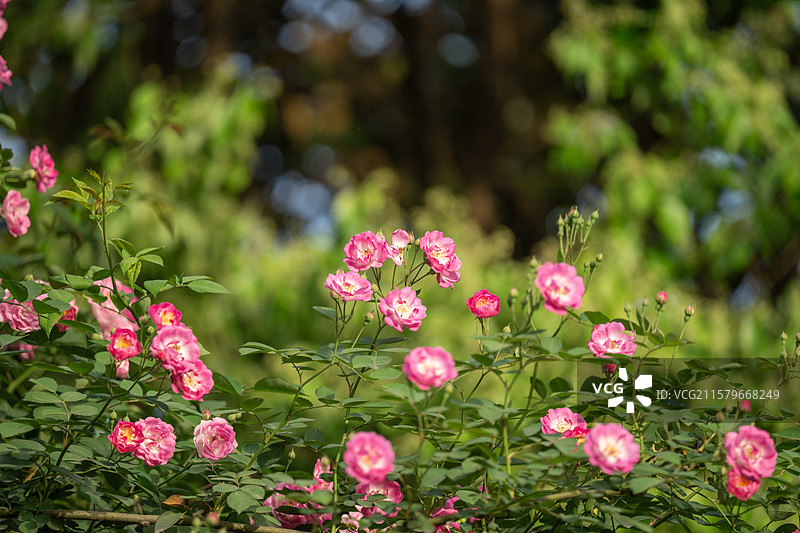 七姊妹野蔷薇图片素材