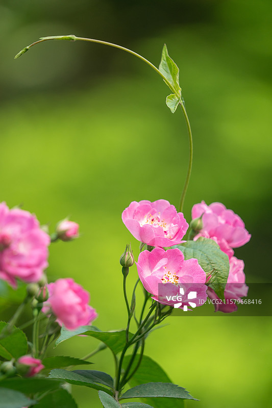 七姊妹野蔷薇图片素材
