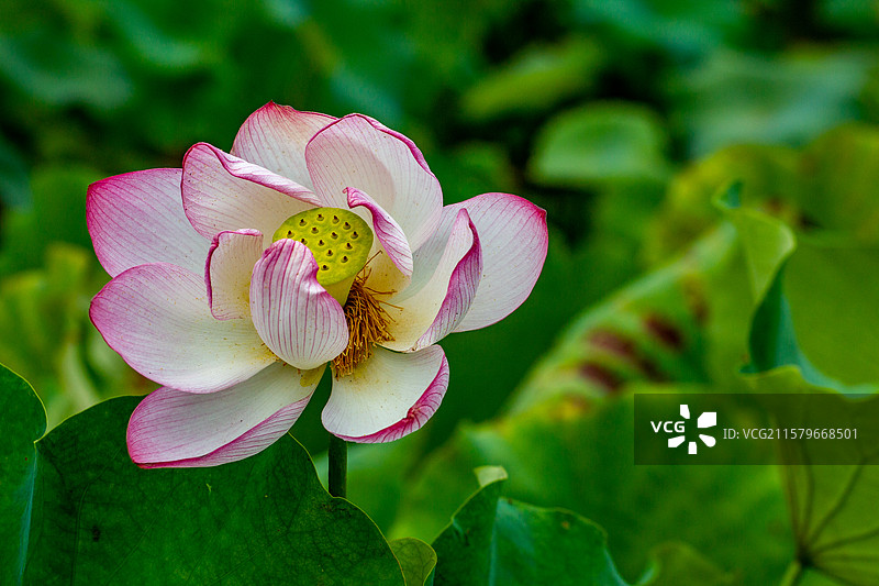 四川省绵阳市户外荷花，莲藕，荷叶，睡莲，蜻蜓图片素材