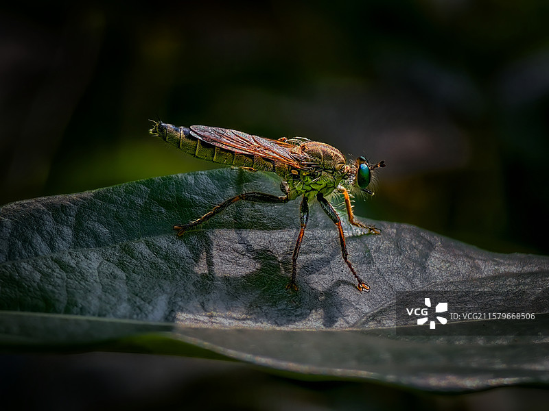 食虫虻图片素材
