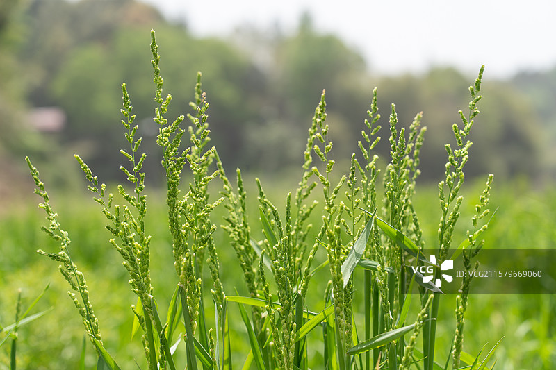 一丛稗草的特写图片素材