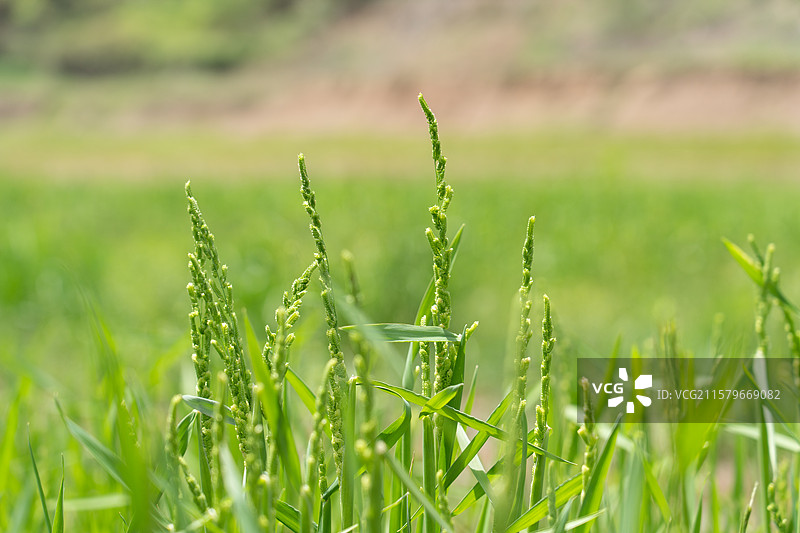 一丛稗草的特写图片素材