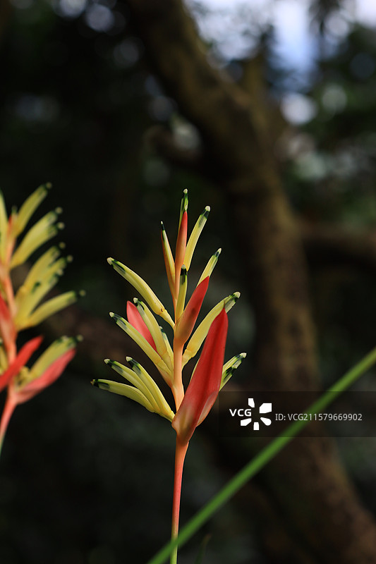 深圳科技公园的建筑和植物图片素材