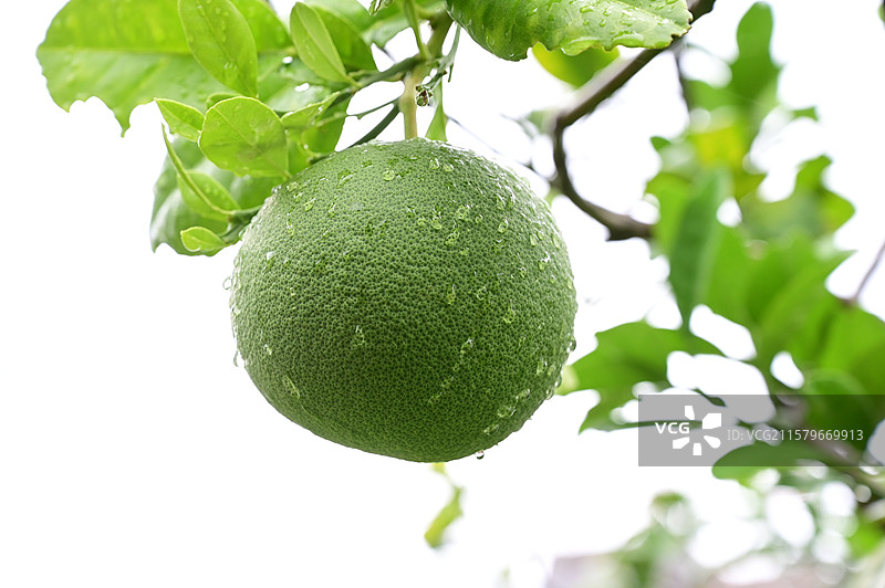 树上带着雨水的青色柚子图片素材