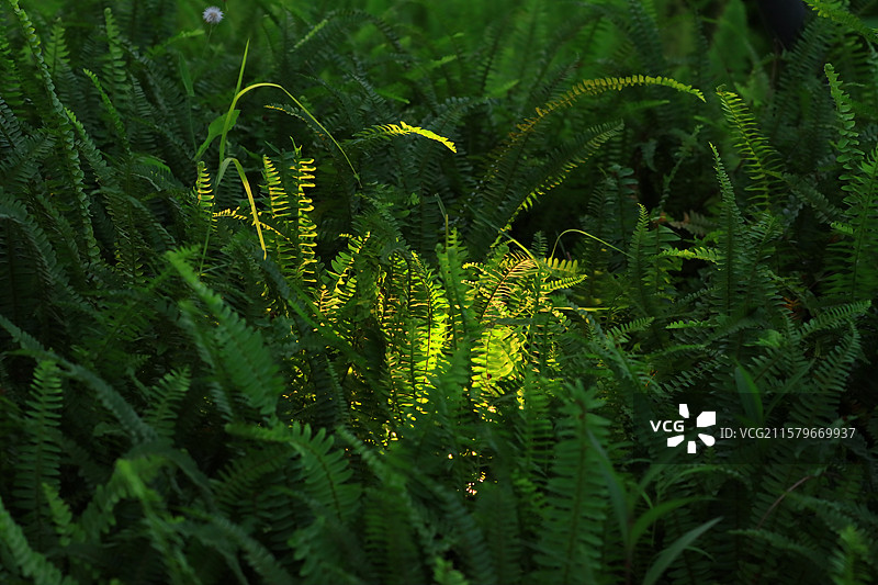 深圳科技公园的建筑和植物图片素材