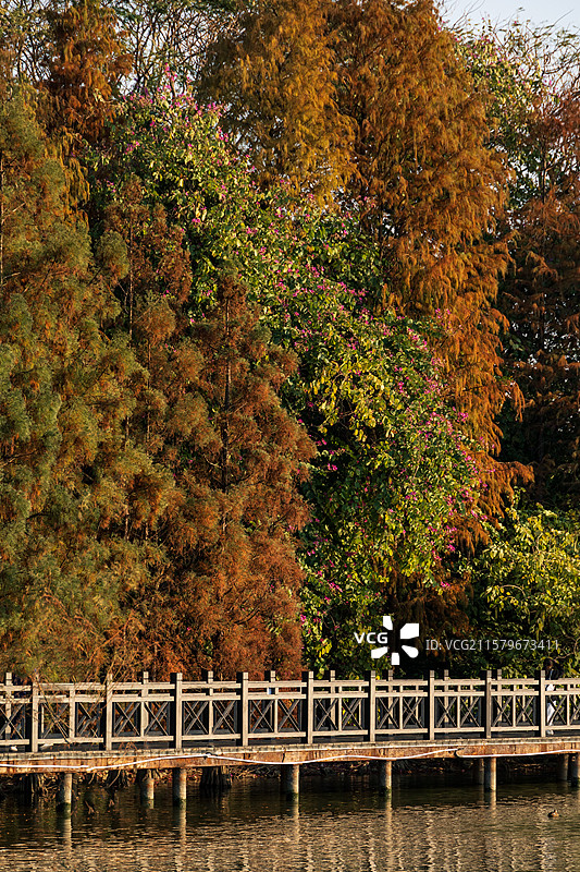 海珠湖、水上木栈道和落羽杉树林图片素材