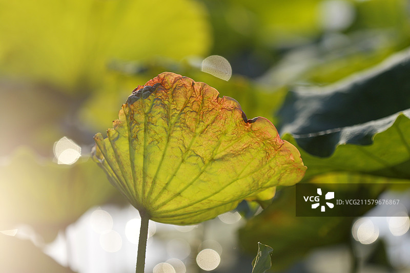 广西百色市半岛公园的荷叶图片素材