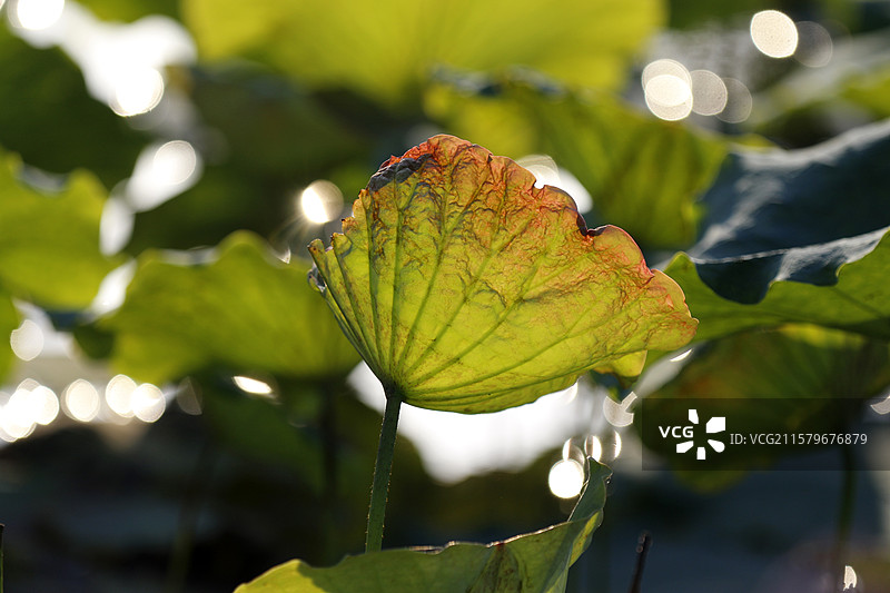广西百色市半岛公园的荷叶图片素材