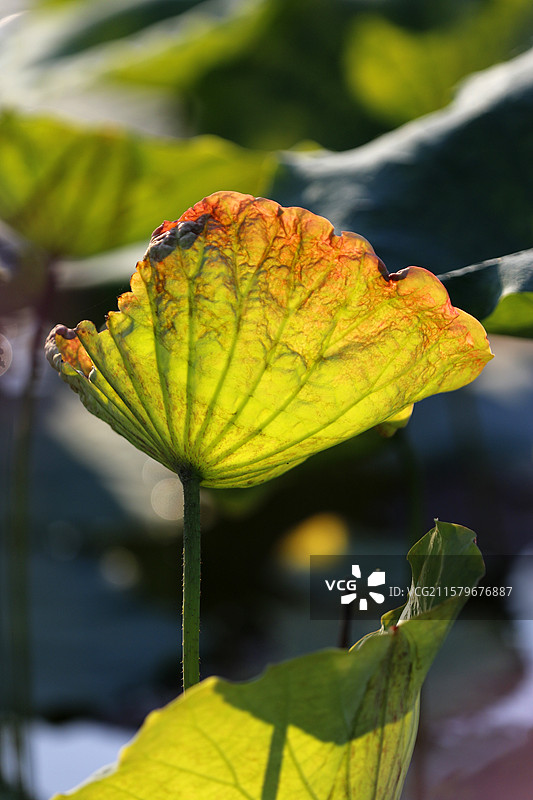 广西百色市半岛公园的荷叶图片素材