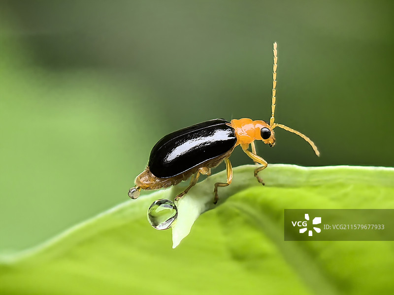 小甲虫的水晶跟班图片素材
