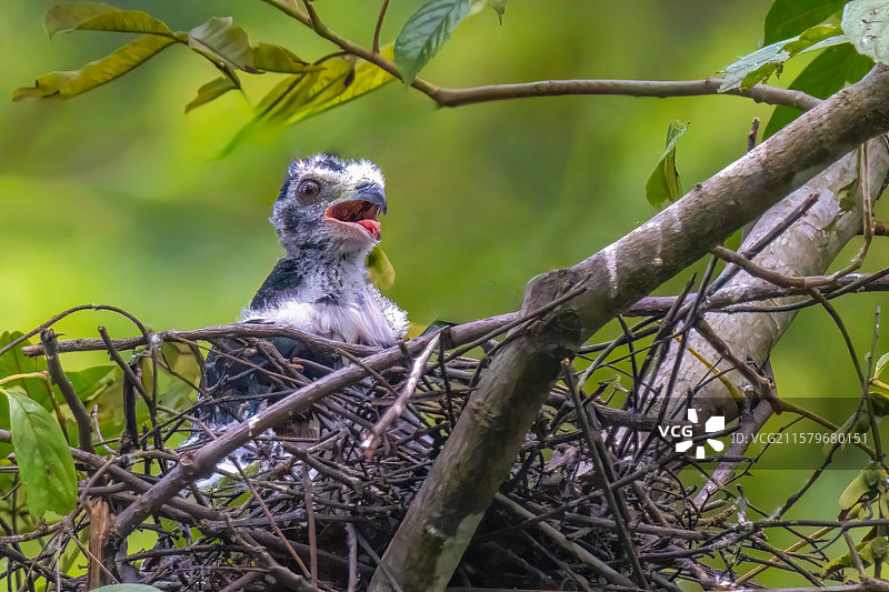 黑冠鹃隼（幼鸟）图片素材