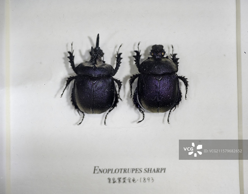 紫色的甲虫昆虫标本图片素材