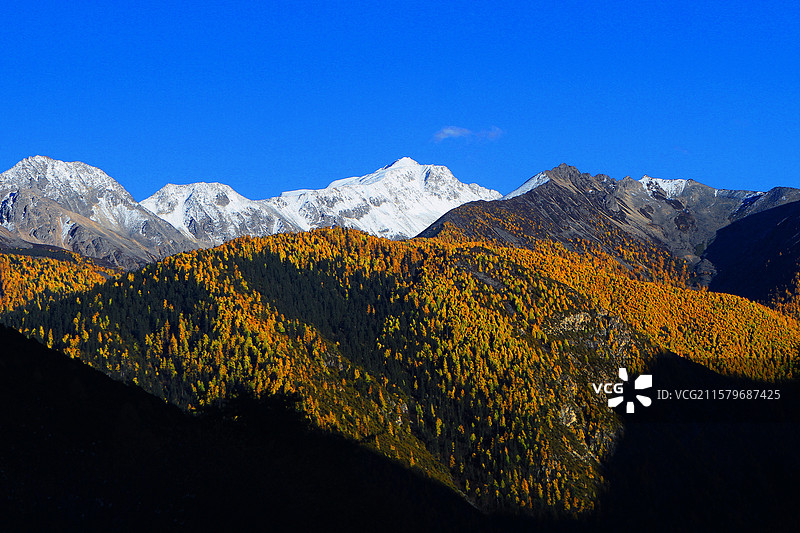 四川雪山森林秋色图片素材